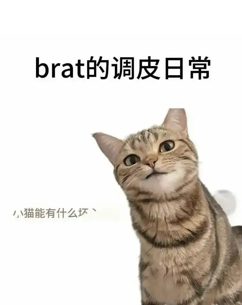 小圈 - 2025-11-13 192048